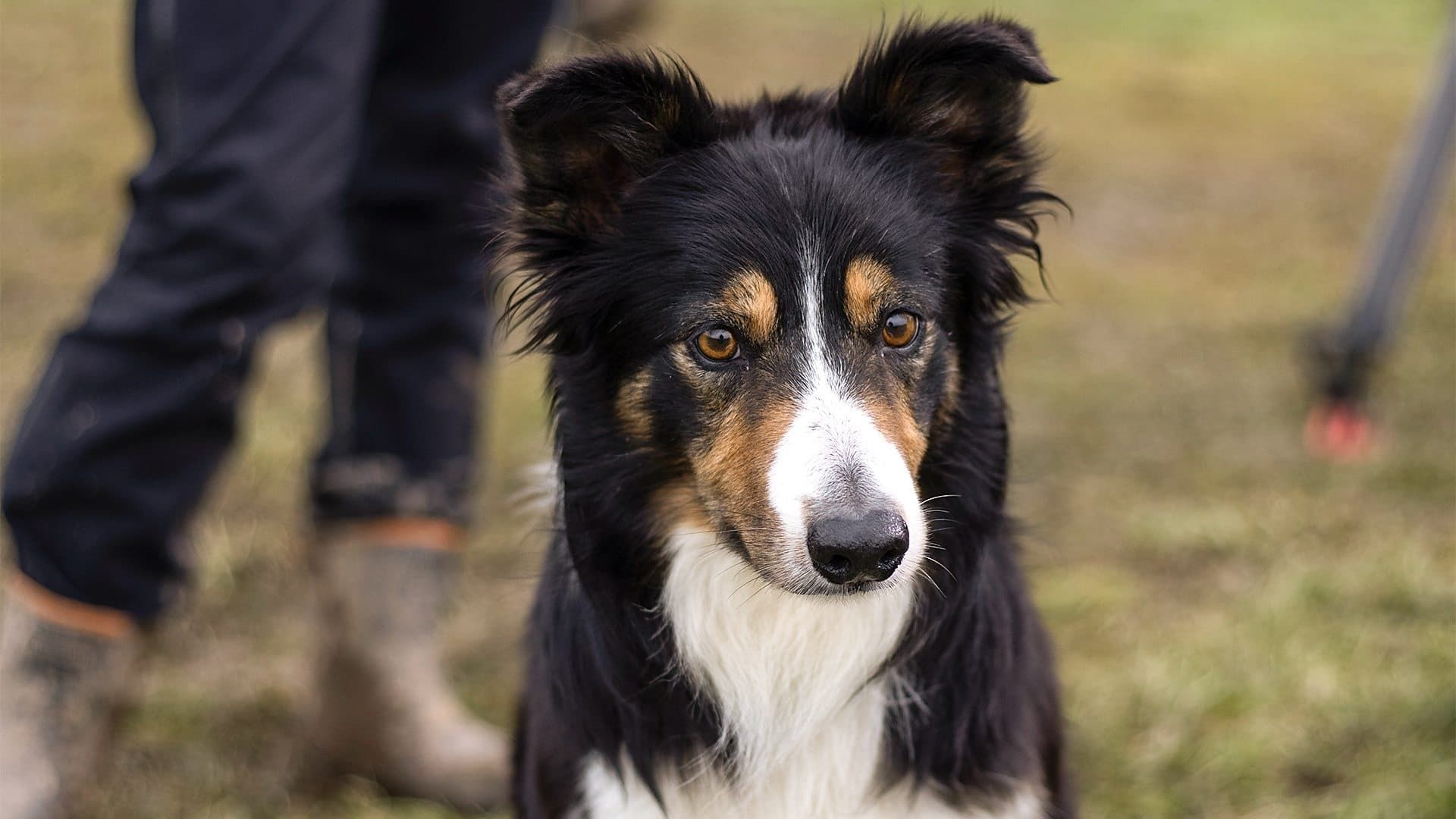 Cubierta de Sheepdog