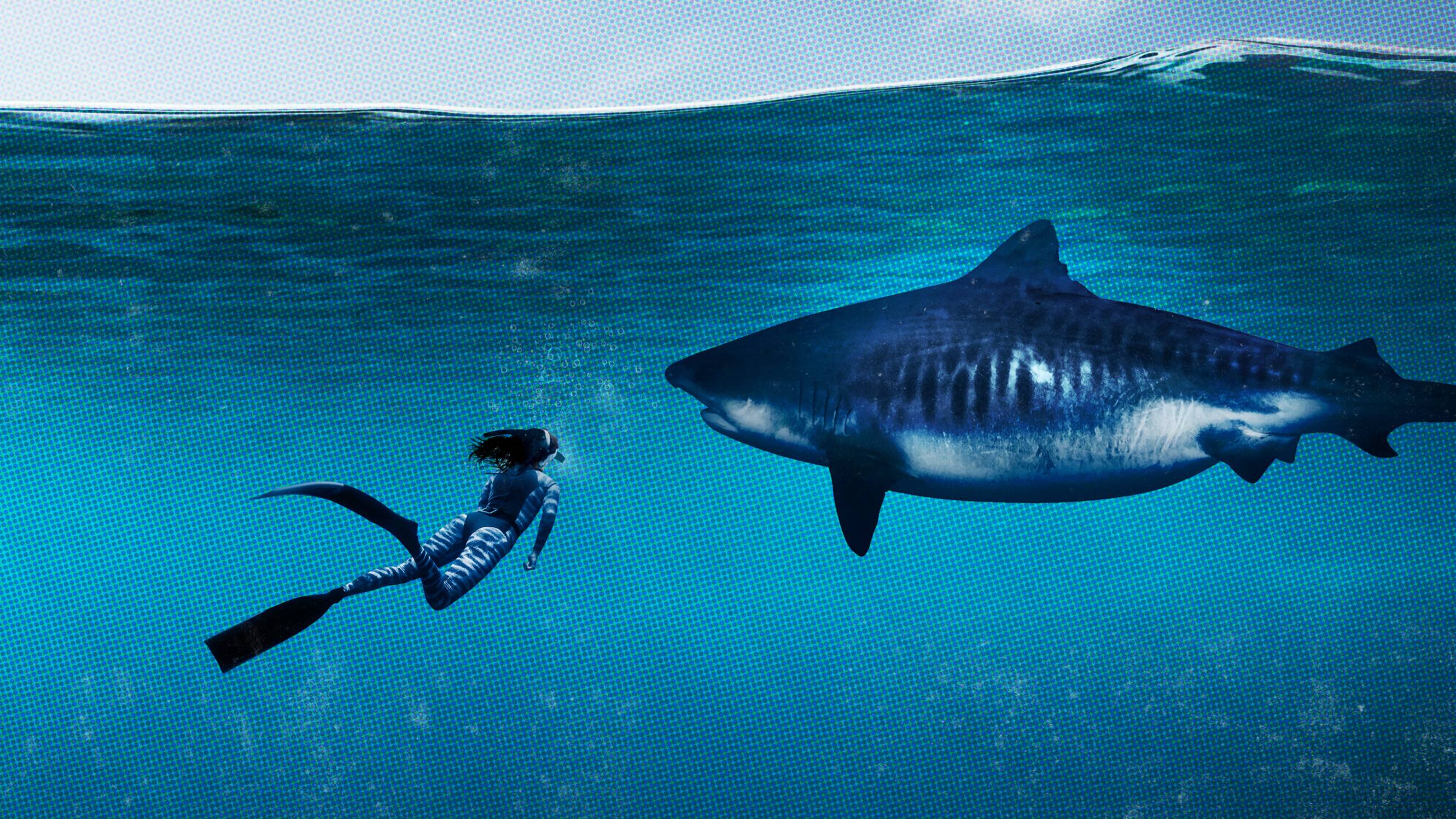 Cubierta de World's Biggest Tiger Shark