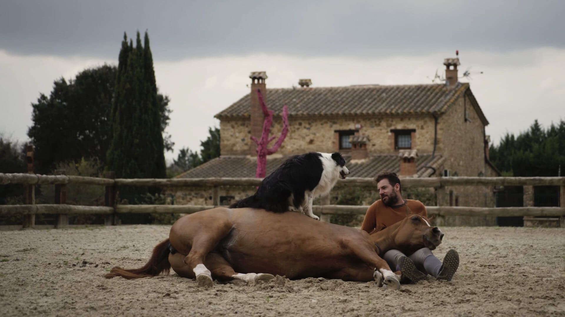 Cubierta de Hermano caballo