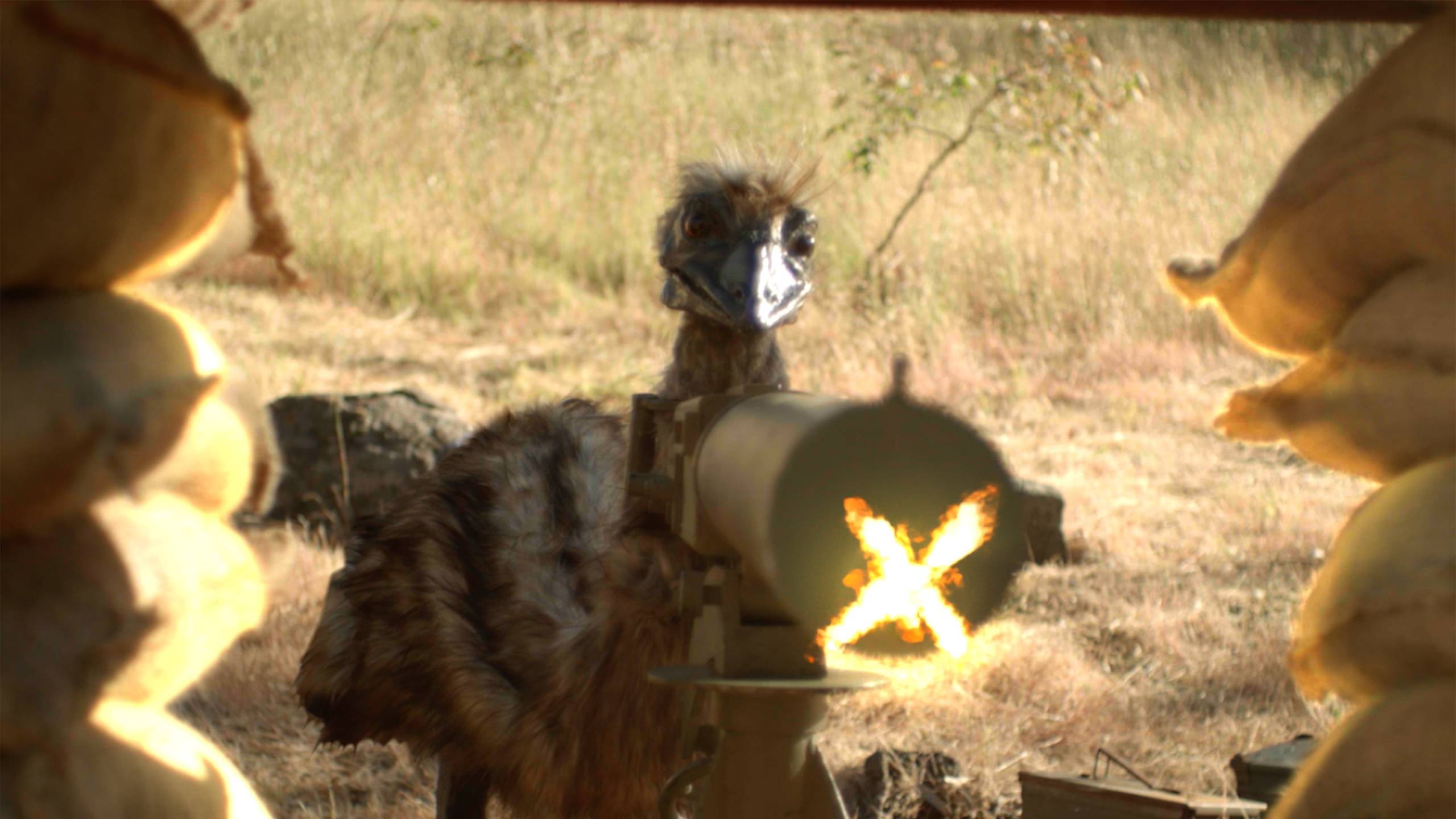 Cubierta de The Emu War