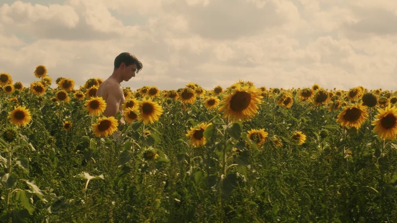 Cubierta de Sunflower