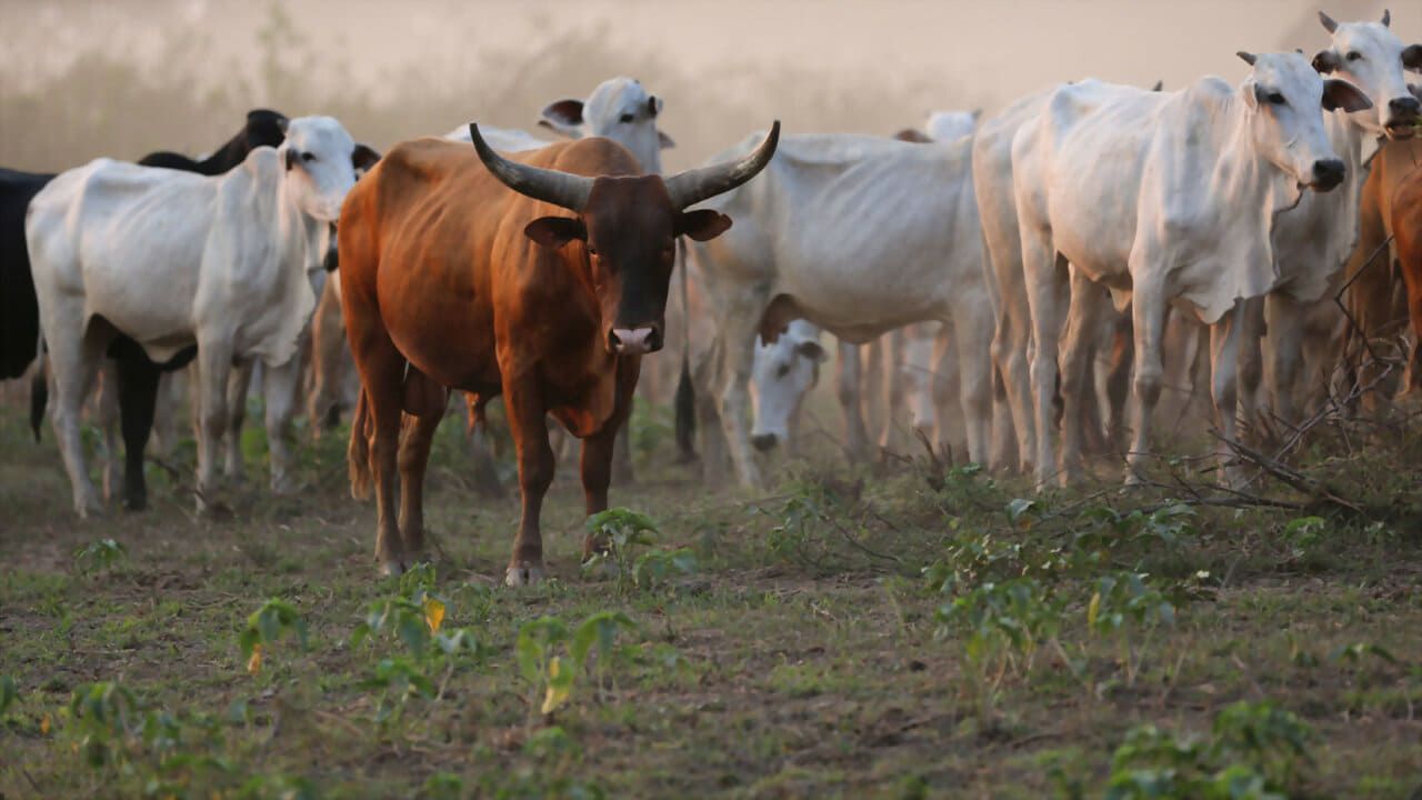 Cubierta de La tierra del jaguar