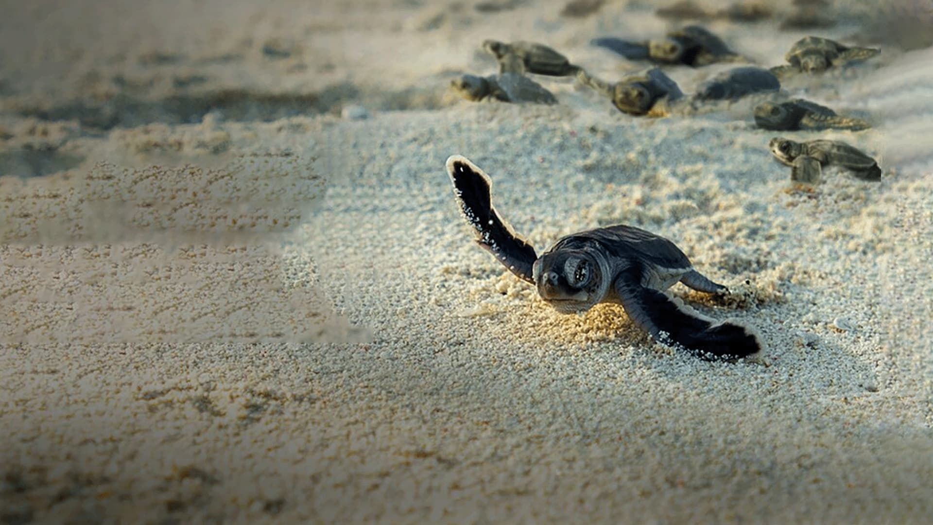 Cubierta de La increíble migración animal