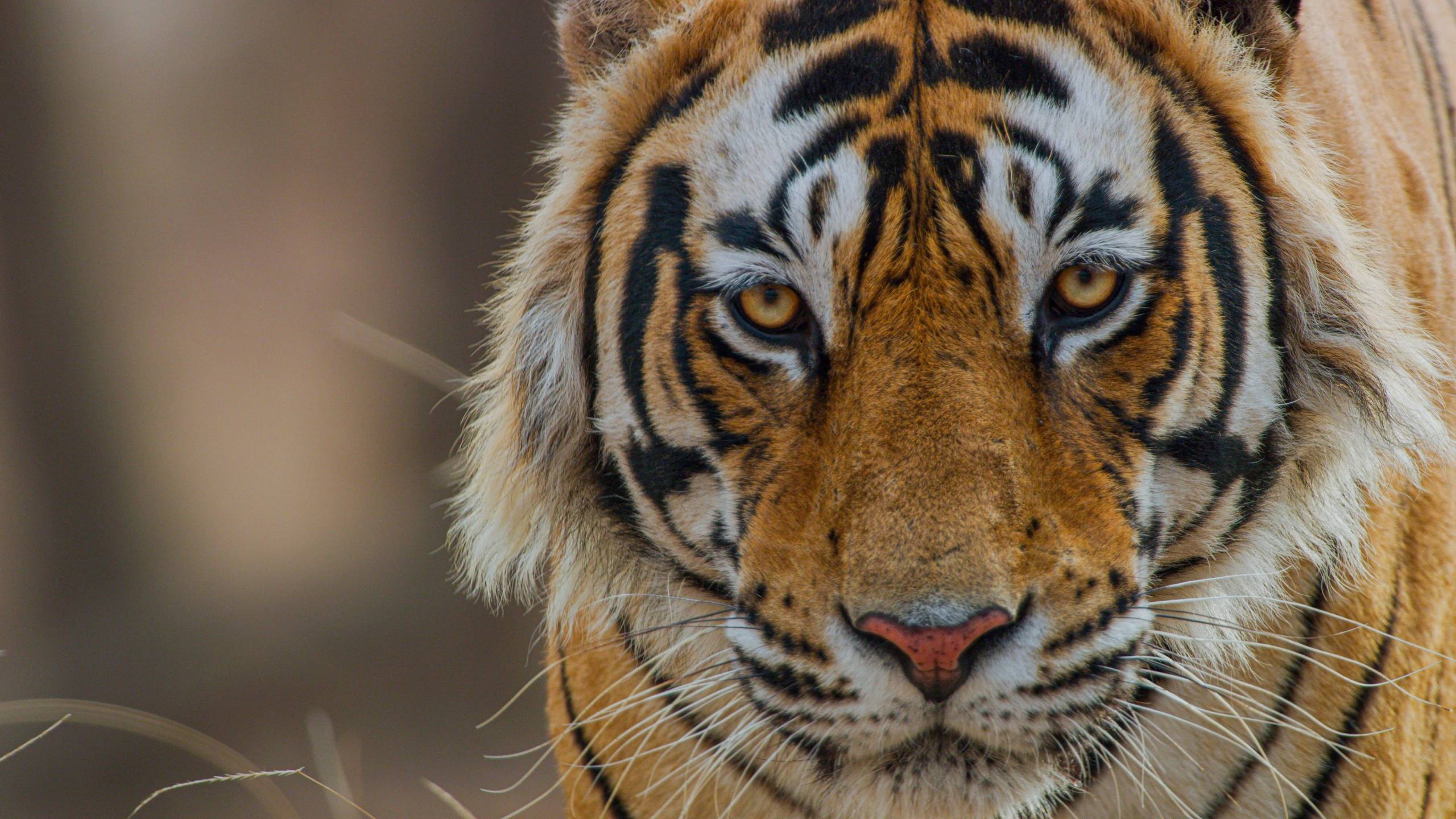 Cubierta de Tigres