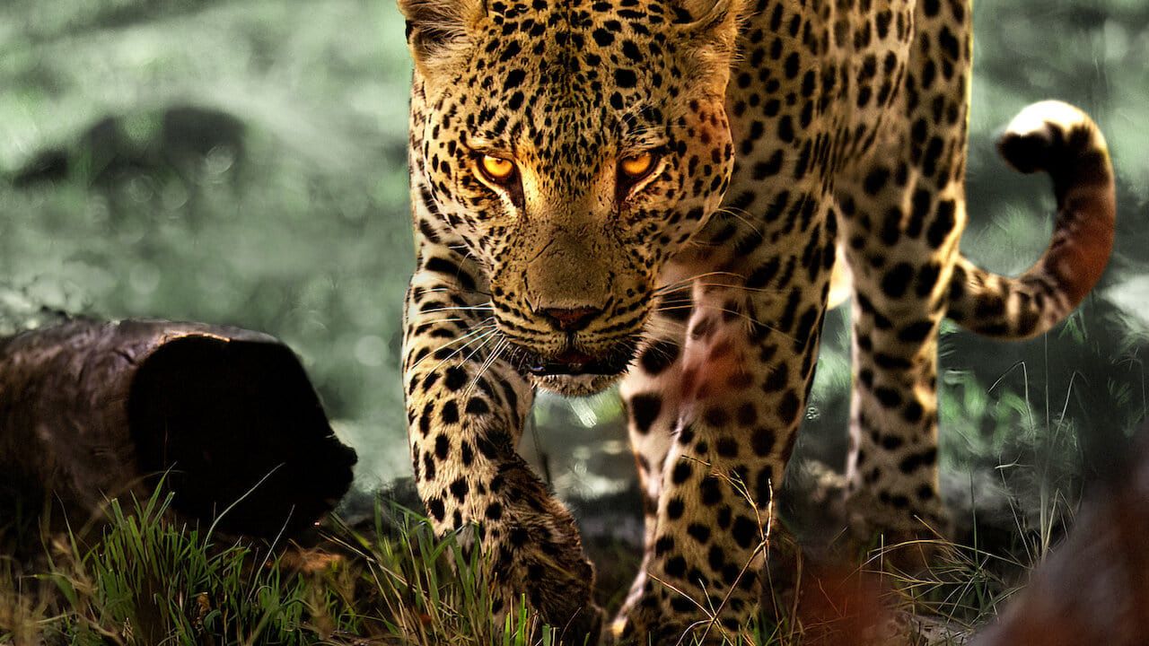 Cubierta de La vida entre leopardos