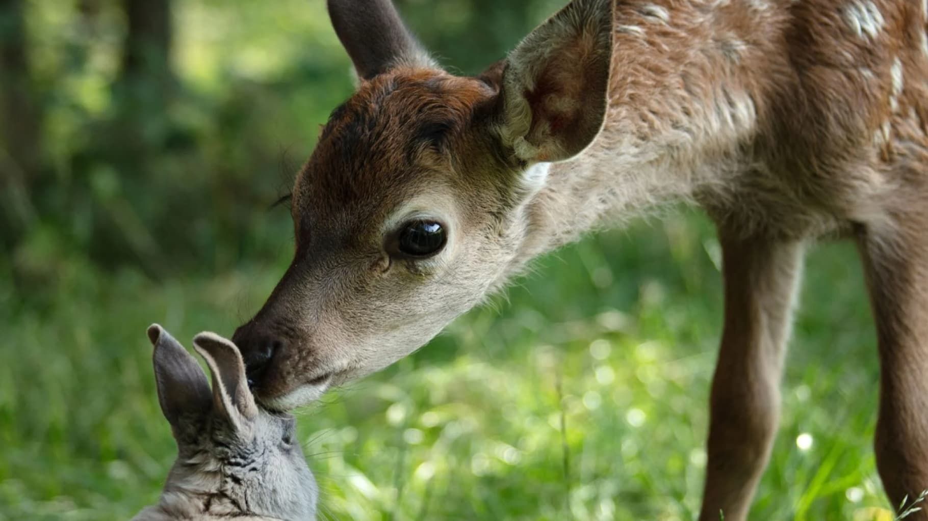 Cubierta de Bambi, una vida en el bosque