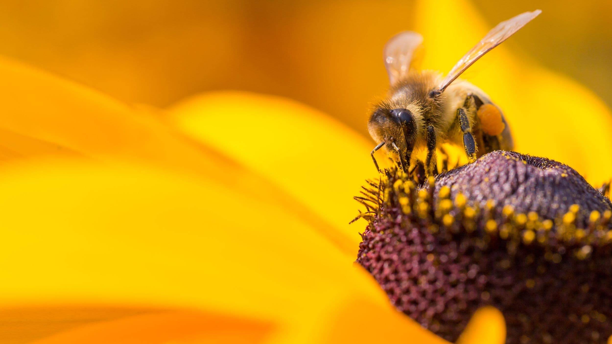 Cubierta de Diario de una abeja