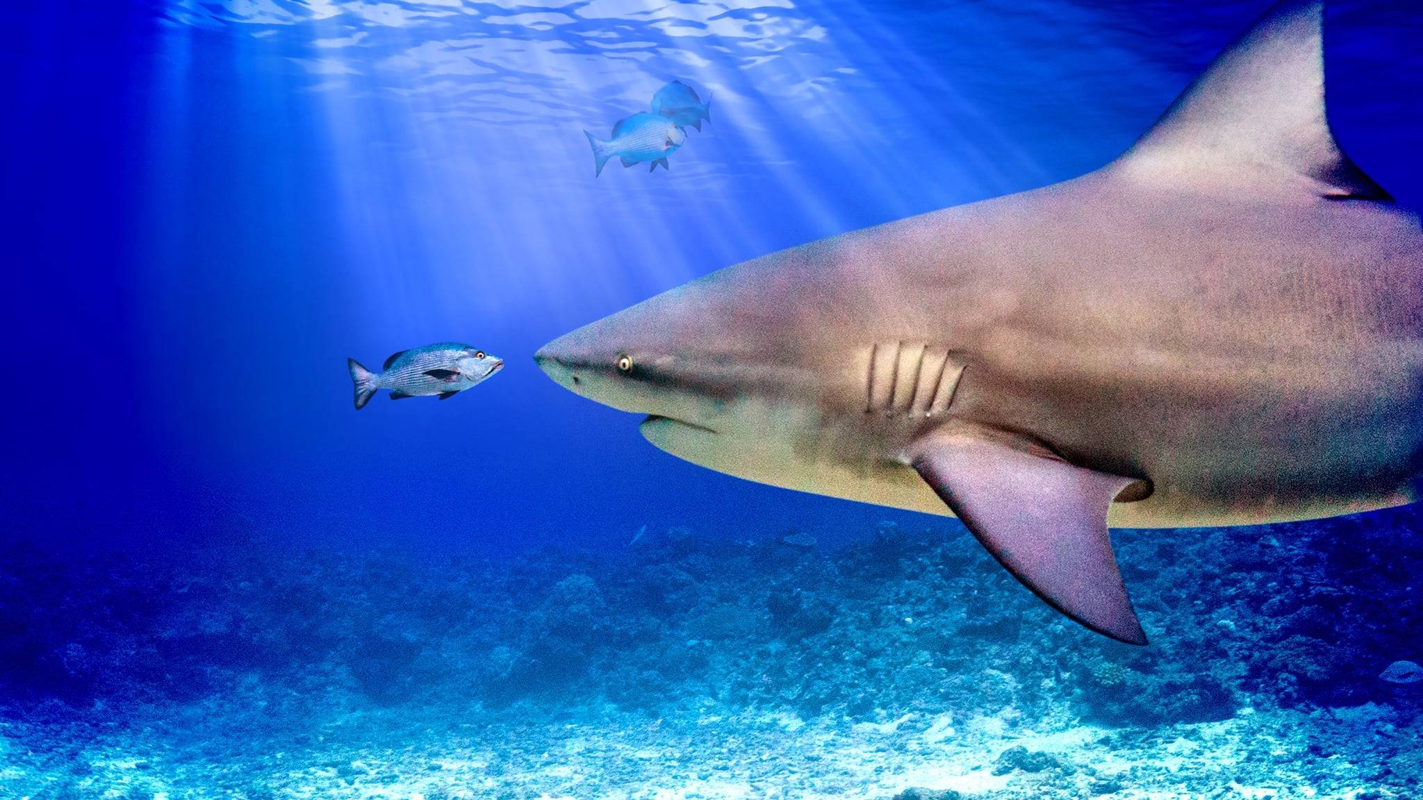 Cubierta de World\'s Biggest Bull Shark?