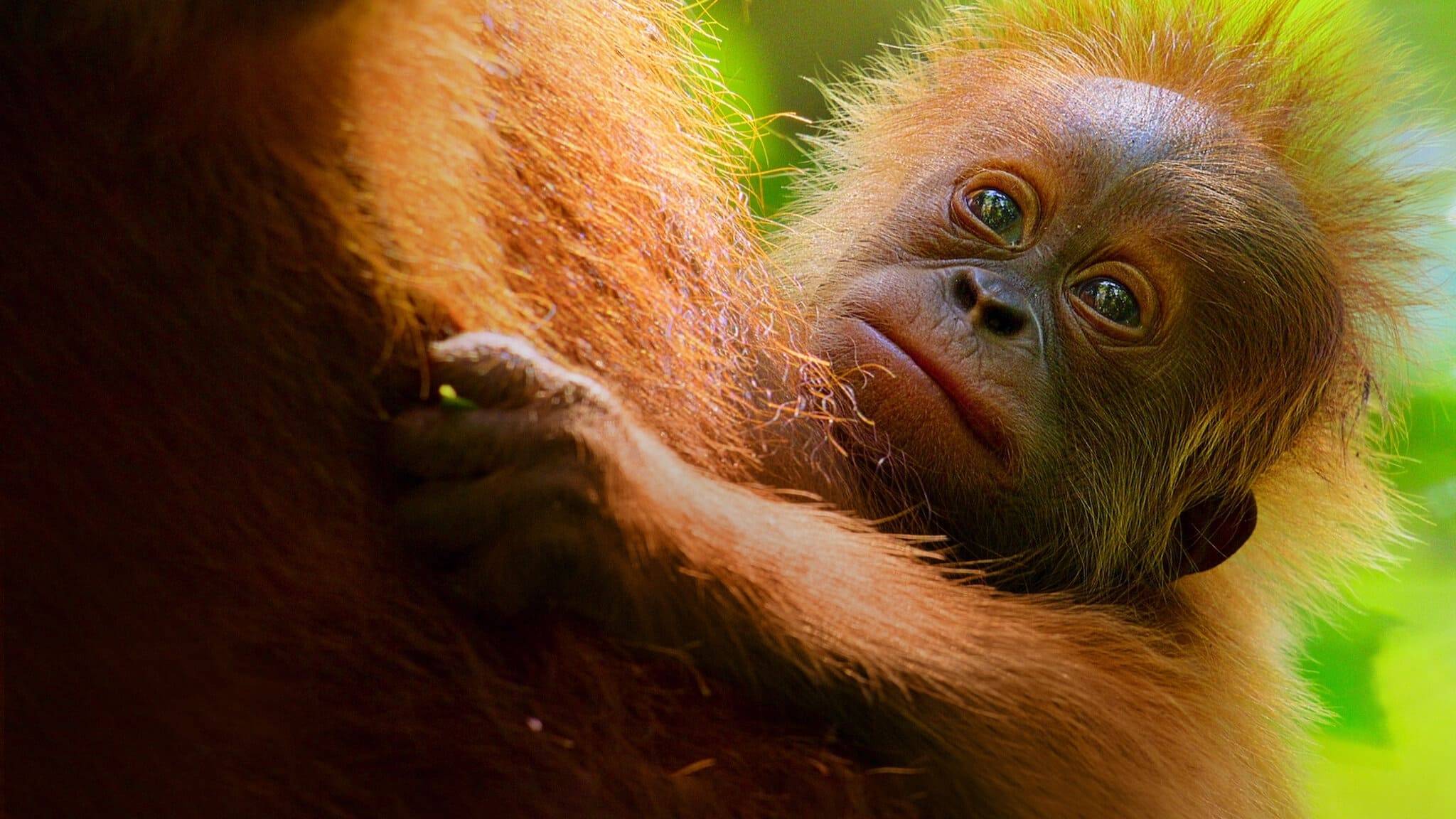 Cubierta de La vida secreta de los orangutanes