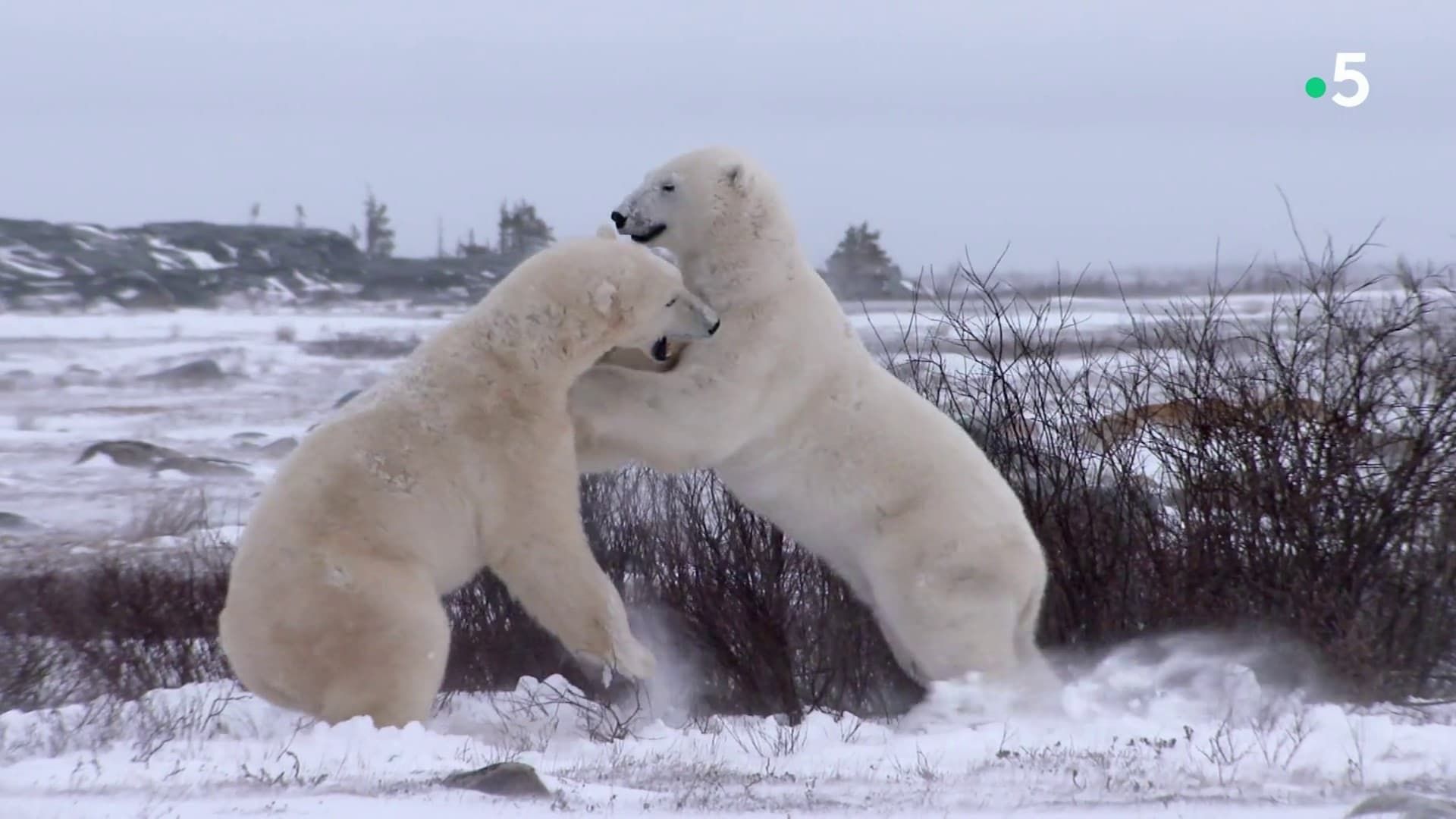 Cubierta de El reino del oso polar