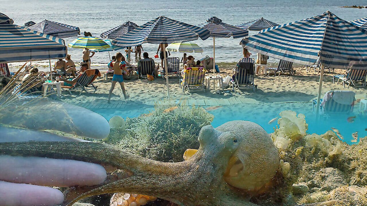 Cubierta de La playa, la vida salvaje alrededor de la sombrilla