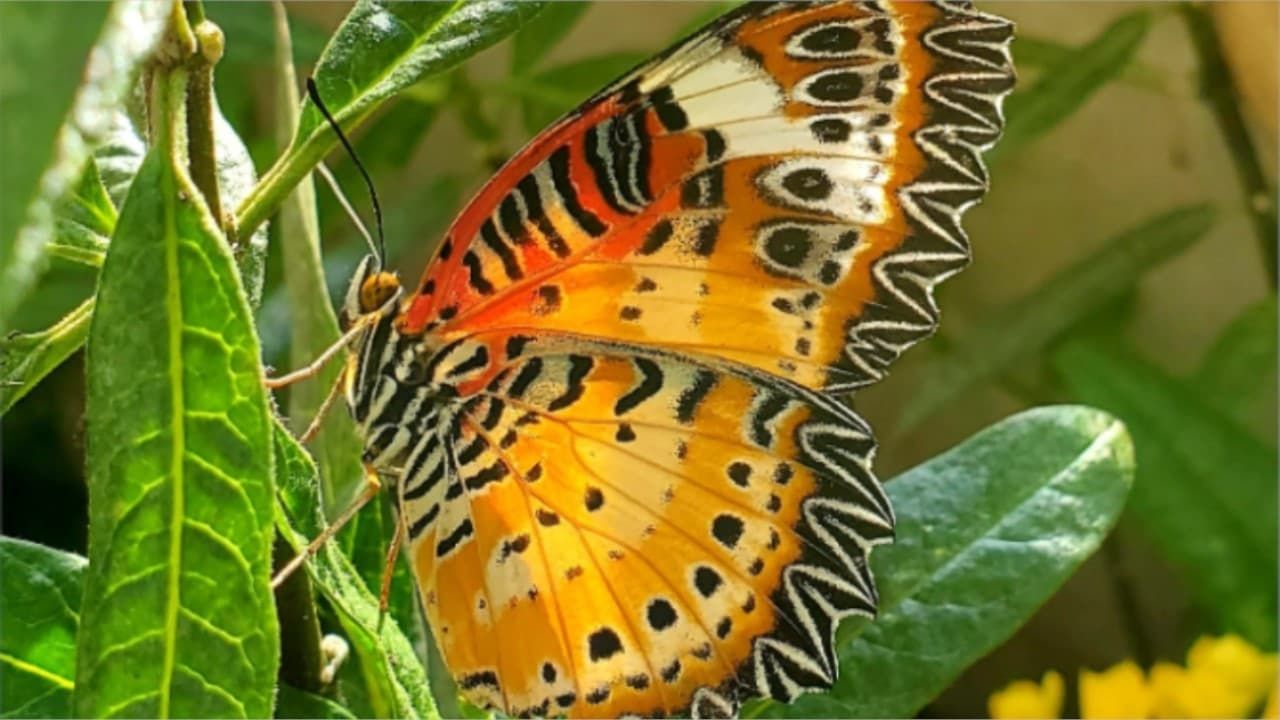 Cubierta de Transformarse en mariposa