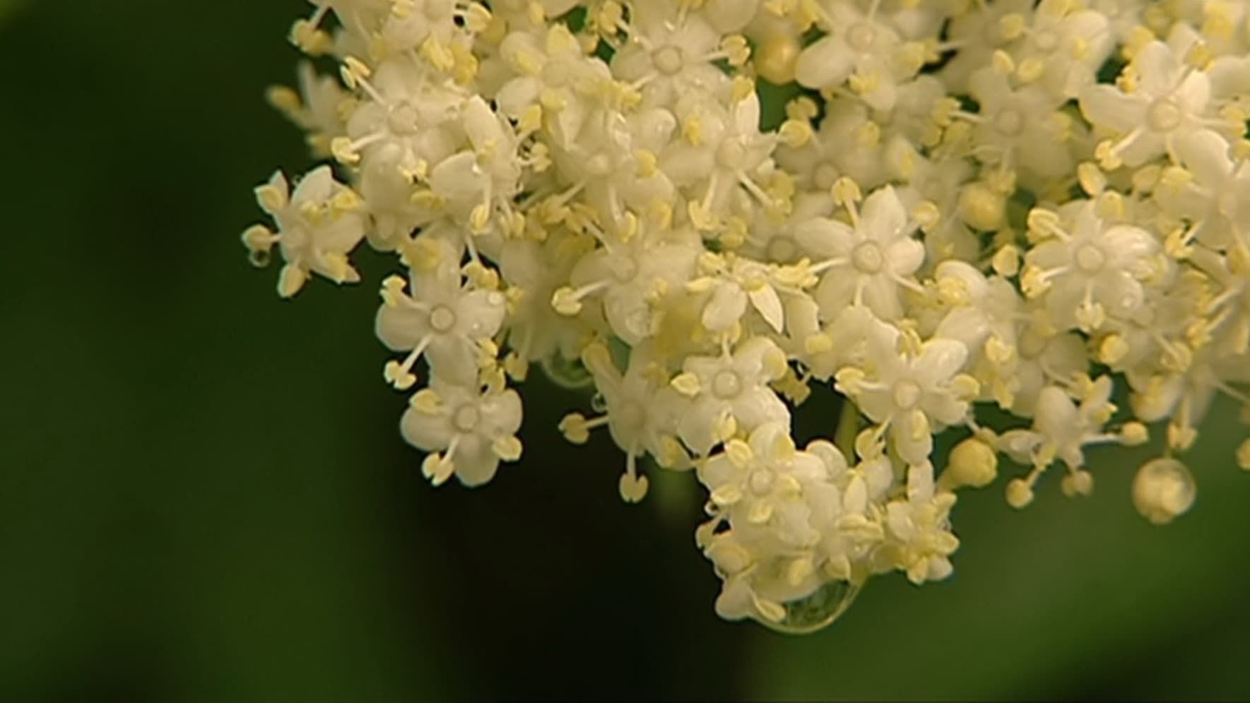 Cubierta de Flor de sauco