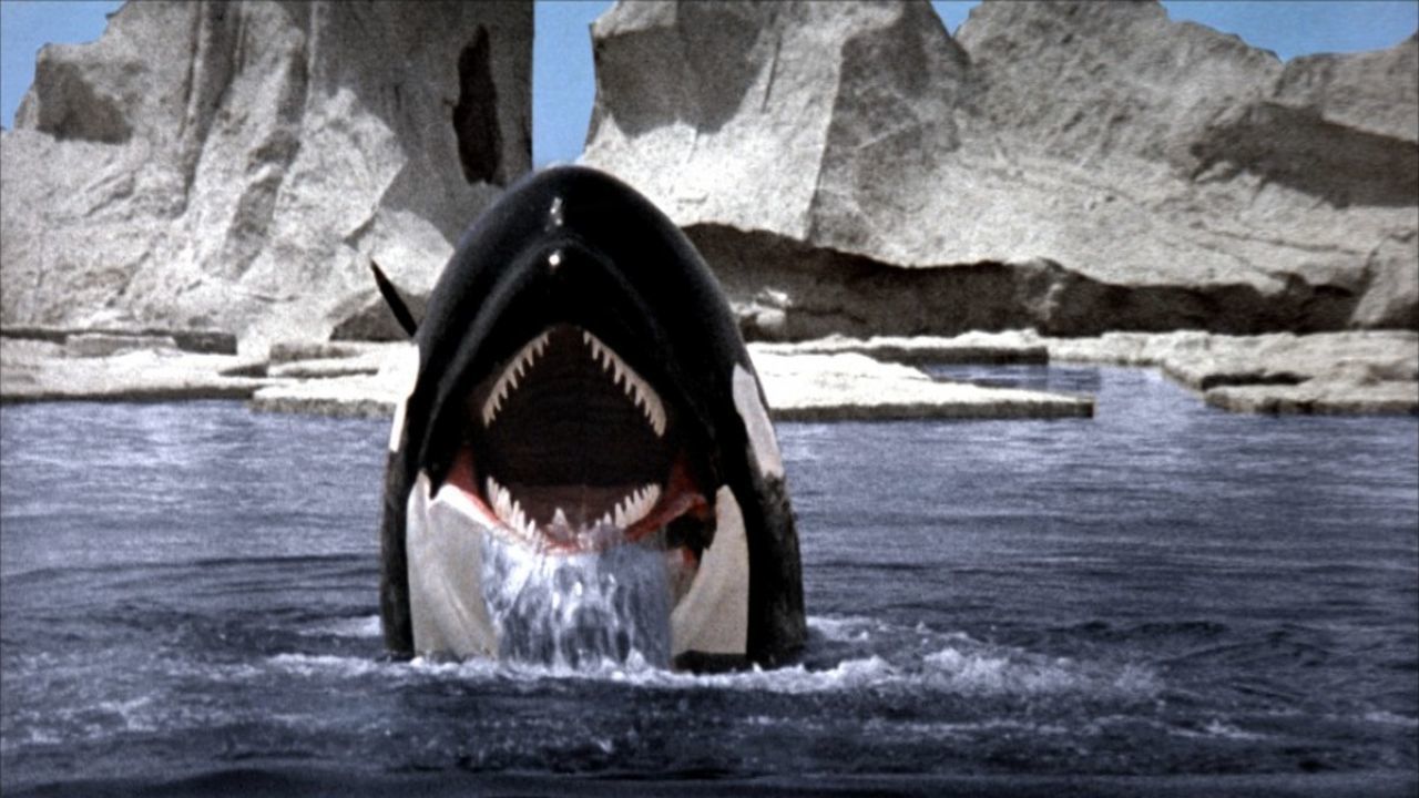 Cubierta de Orca, la ballena asesina