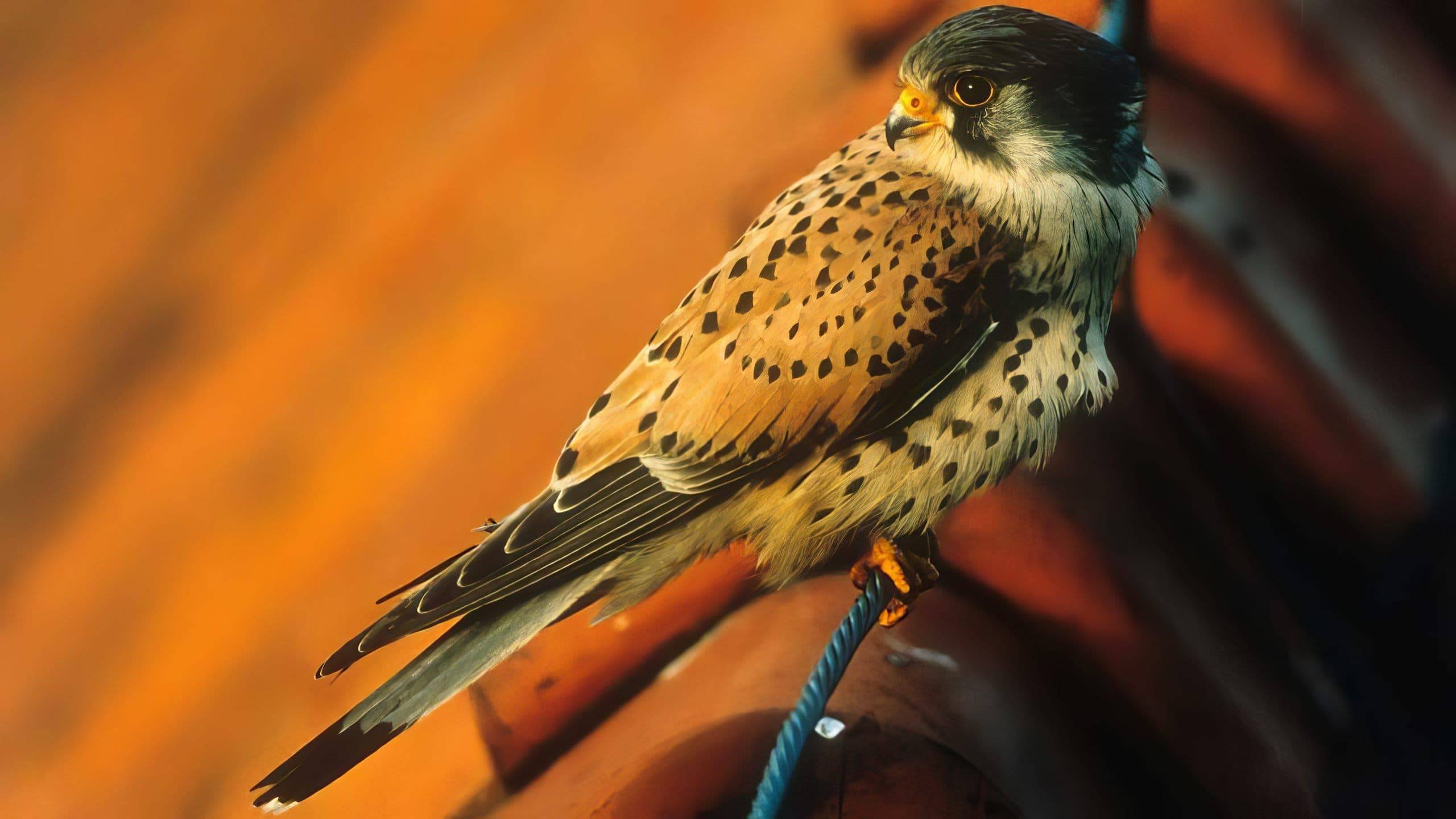 Cubierta de Kestrel\'s Eye