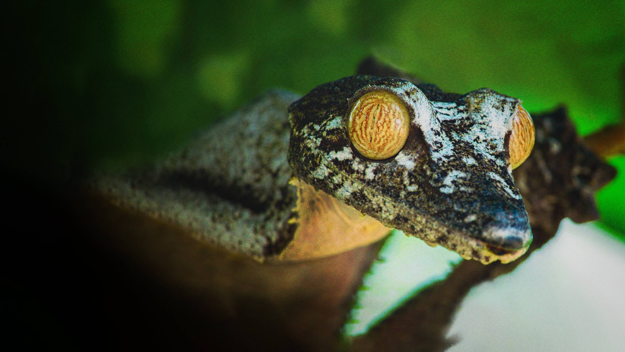 Cubierta de Los animales más raros de Madagascar