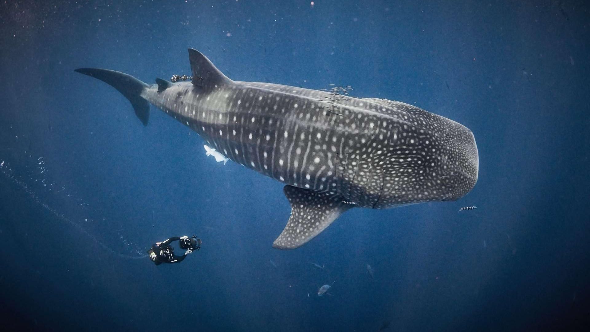 Cubierta de Tiburones de cerca