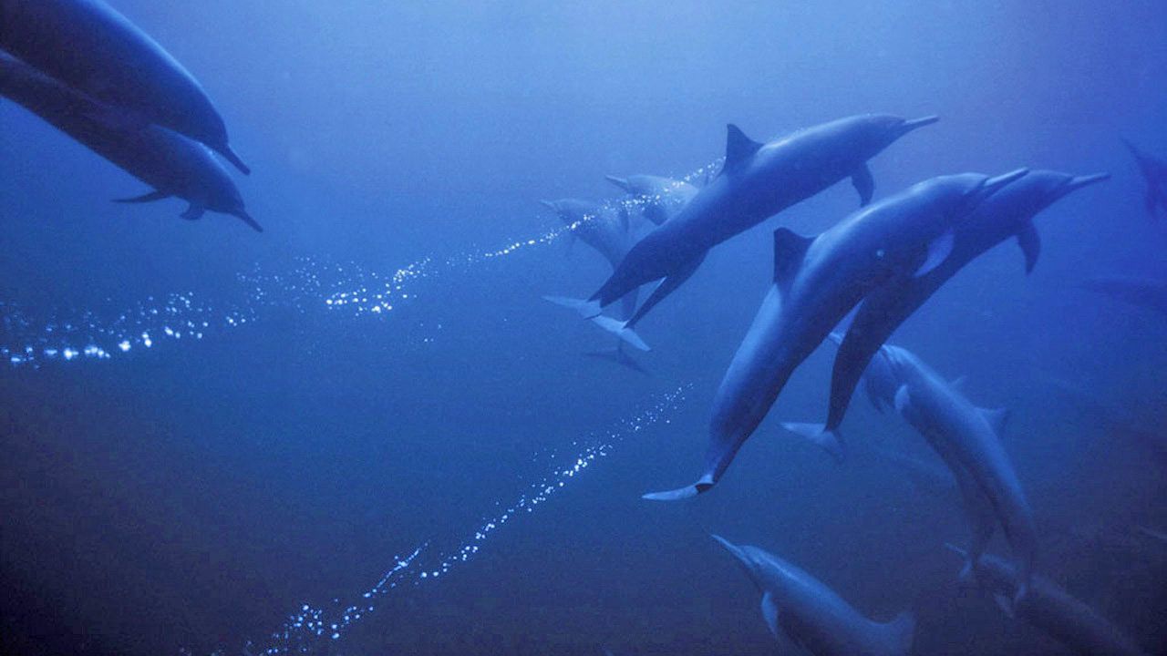 Cubierta de Deep Blue (La película de Planeta Azul)