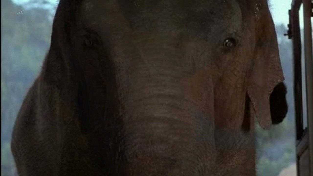 Cubierta de Operación elefante