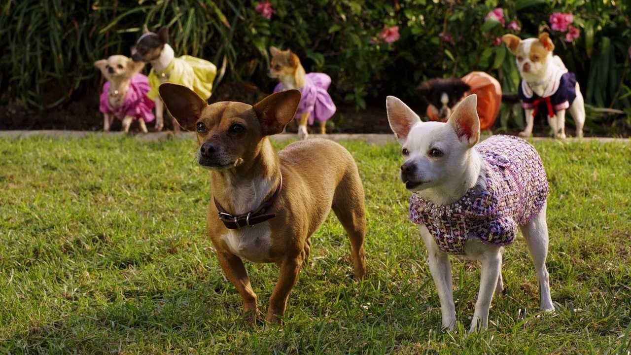 Cubierta de Un Chihuahua en Beverly Hills 2