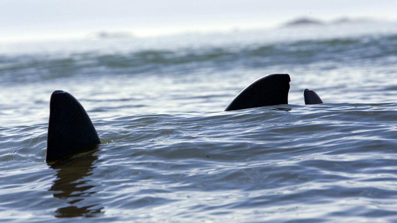 Cubierta de Alerta tiburones