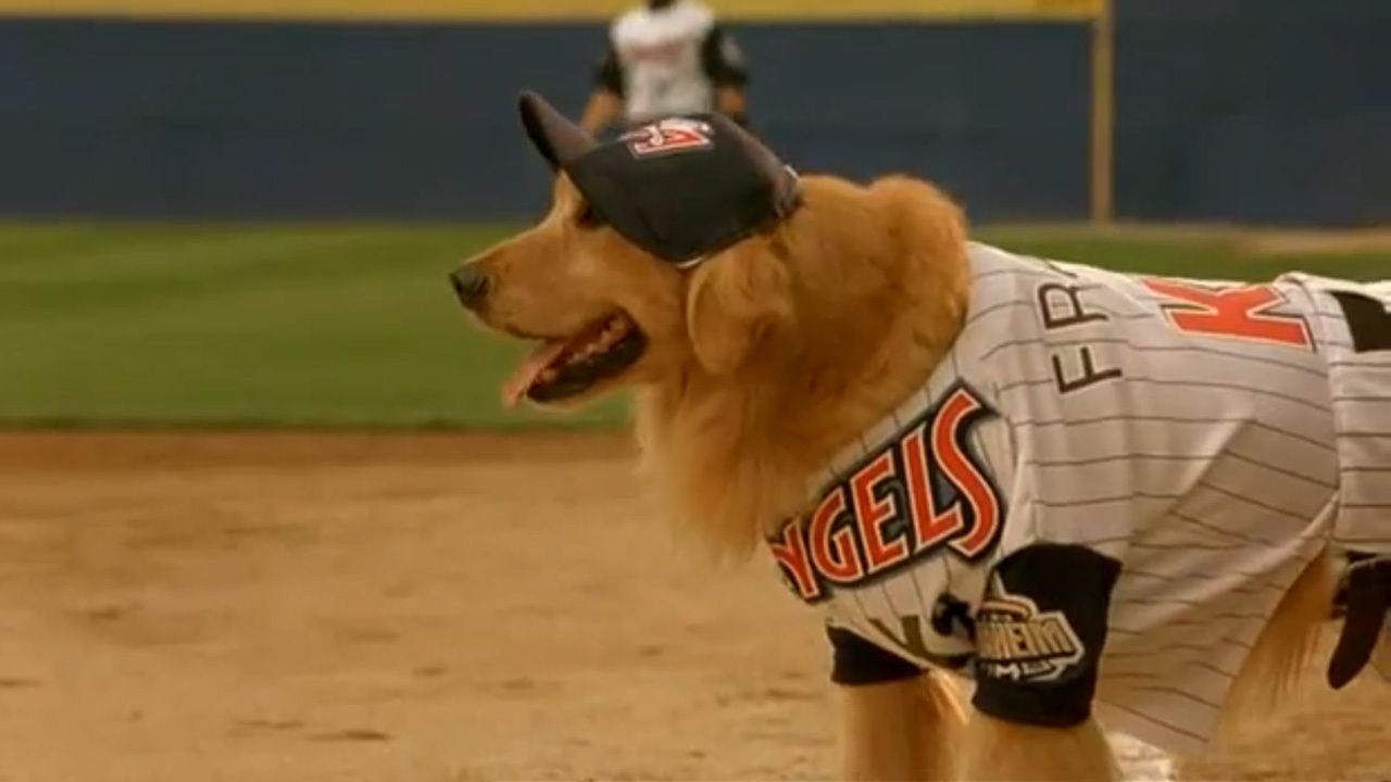 Cubierta de Air Bud 4: El bateador de oro