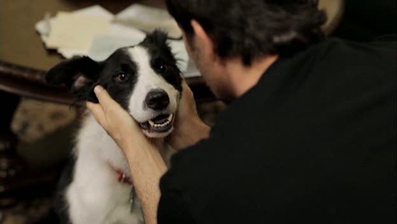 Cubierta de Un perro divino