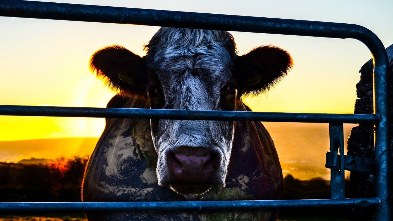 Cubierta de Cowspiracy: The Sustainability Secret