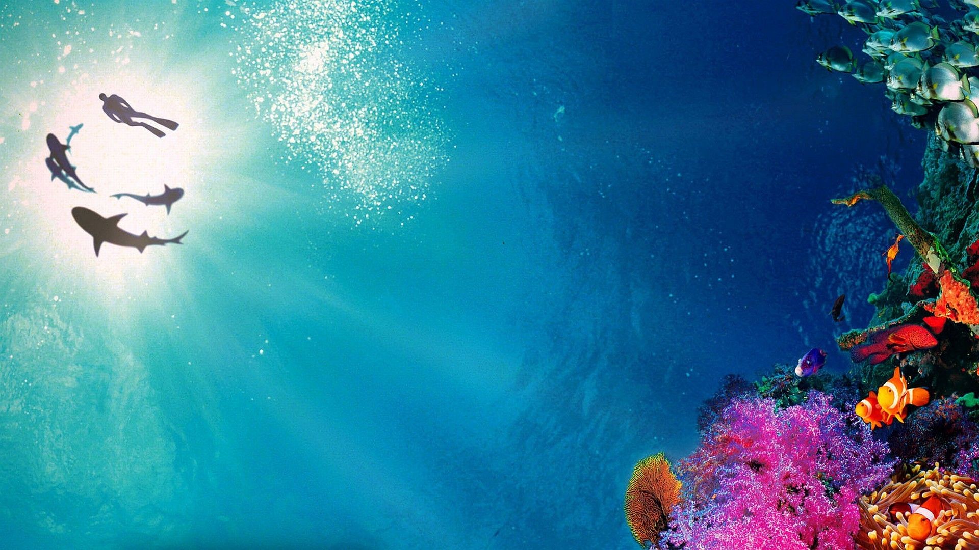 Cubierta de Tiburón, en las garras del hombre (Sharkwater)