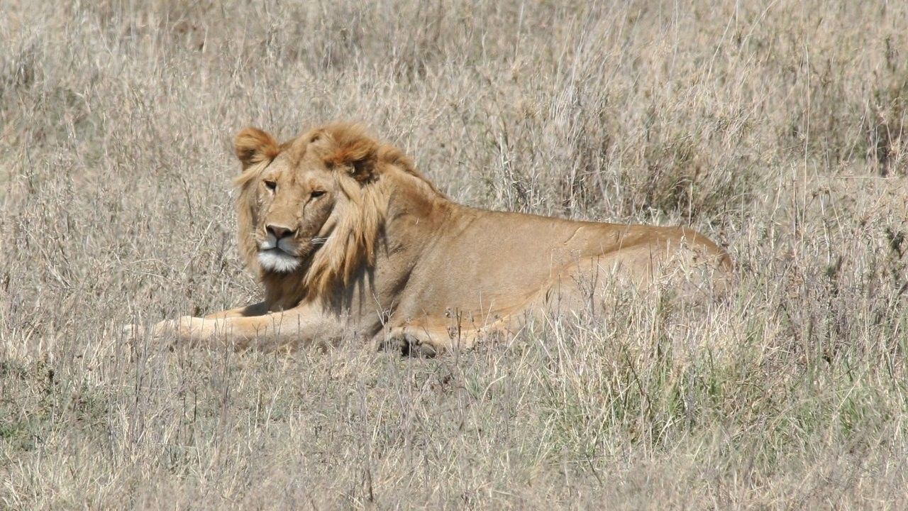 Cubierta de África - El Serengeti