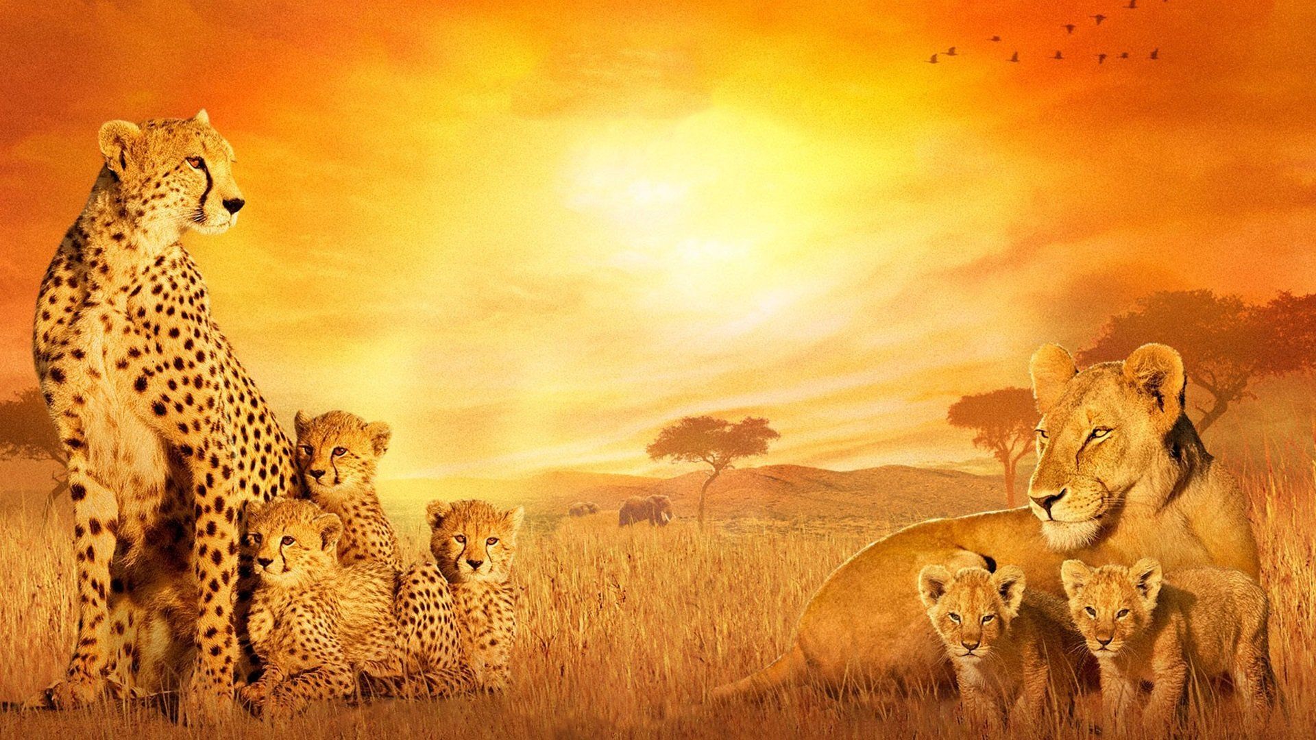 Cubierta de Grandes felinos africanos: El reino del coraje