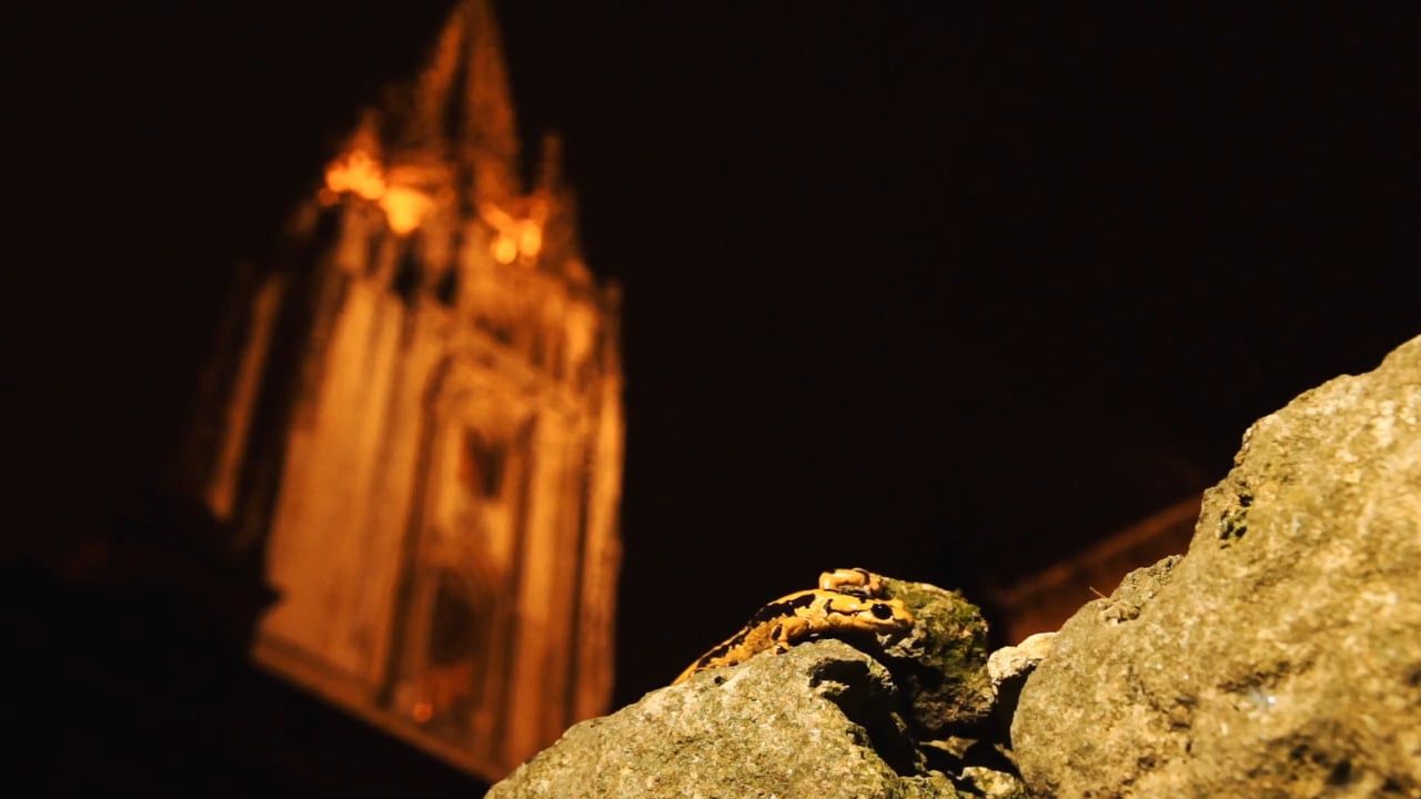 Cubierta de Los últimos dragones de Oviedo