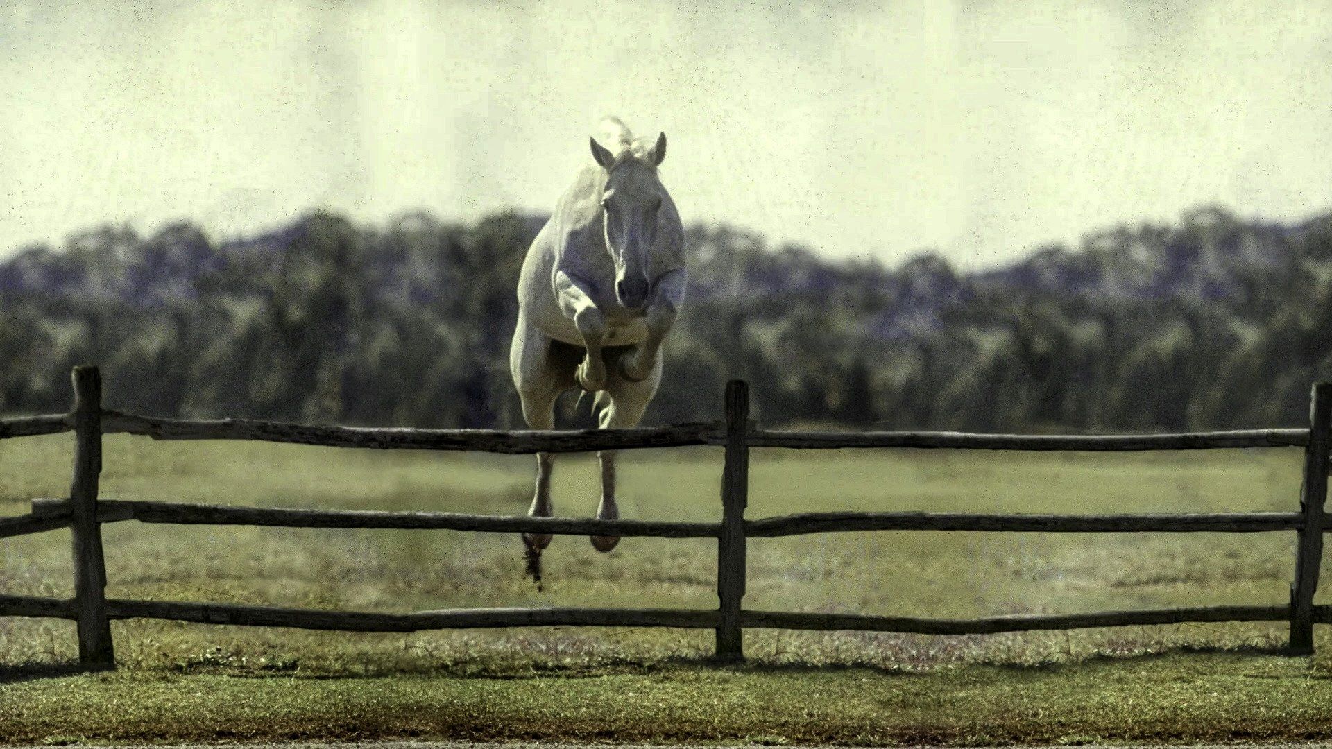 Cubierta de Harry & Snowman