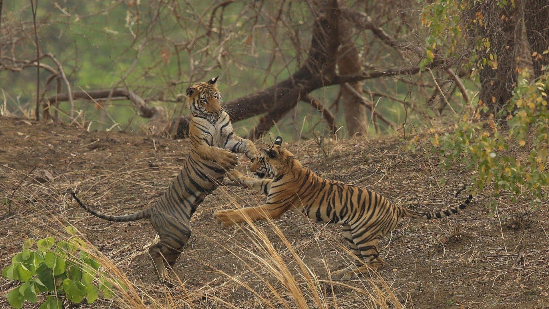 Cubierta de Tiger Queen