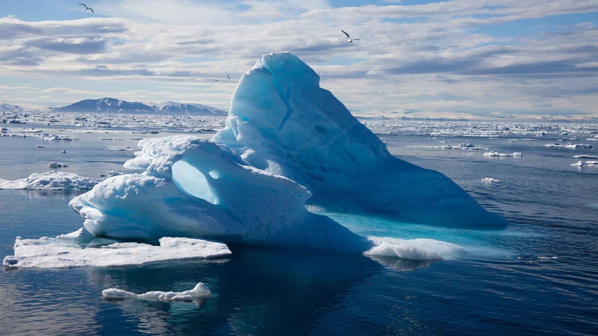 Cubierta de Osos polares 3D: Ojos en el hielo