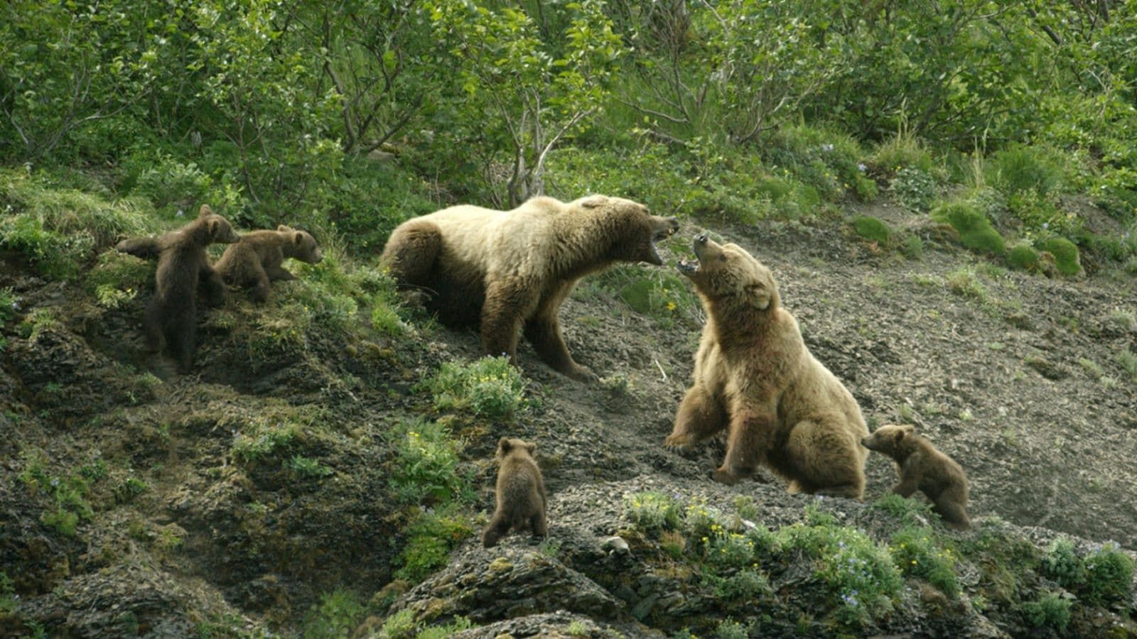 Cubierta de El imperio de los Grizzly