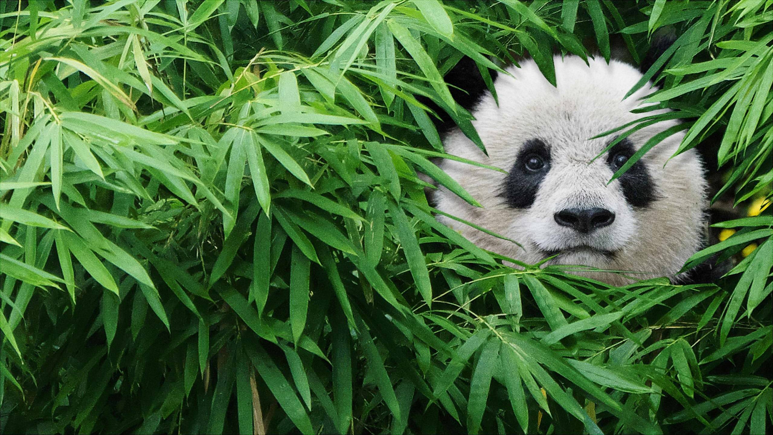 Cubierta de Pandas